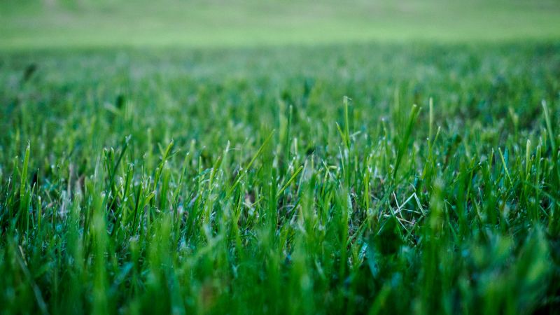 Routine Lawn Care in Bowie, MD